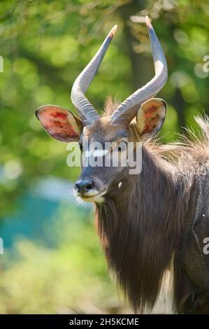 Lowland nyala (Tragelaphus angasii), captive in a zoo; Hessen, Germany