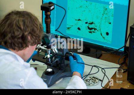 Scientist examines cannabis sativa mold through an electron microscope Stock Photo