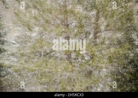 Jack pine tree in snowstorm, Greater Sudbury, Ontario, Canada Stock Photo