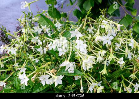 Many delicate white flowers of Nicotiana alata plant, commonly known as jasmine tobacco, sweet tobacco, winged tobacco, tanbaku or Persian tobacco, in Stock Photo