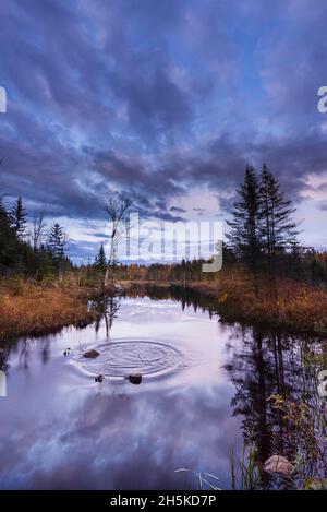 Autumn coloured foliage of a forest reflected in a tranquil lake in the Laurentides; Quebec, Canada Stock Photo