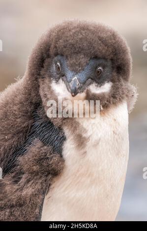 Close-up portrait of a fluffy, Adelie penguin chick (Pygoscelis adeliae) in white and brown feathers, looking at camera; Antarctica Stock Photo