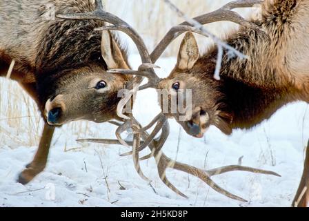 Close-up view of two bull elk (Cervus canadensis) locking antlers in sparring match of play-fighting on a winter morning. Bull elk carry their antl... Stock Photo