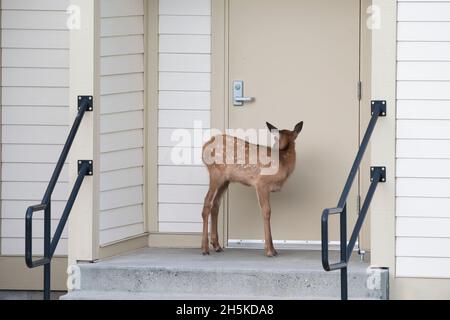 Portrait of an elk calf (Cervus canadensis) standing in front of a door on a doorstep; United States of America Stock Photo