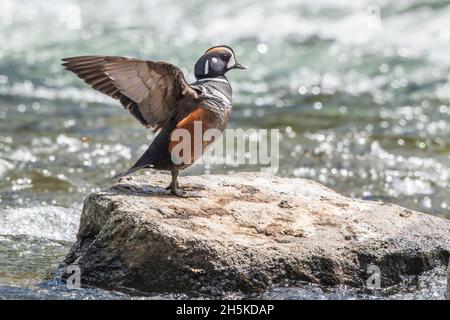 Portrait of a harlequin duck (Histrionicus histrionicus) flapping its outstretched wings and basking in the sunlight Stock Photo