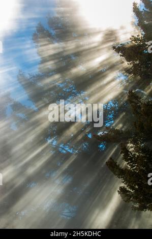 Dramatic sun rays filter through tall forest trees, creating a magical ...