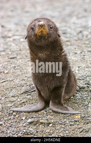 Portrait of an Antarctic fur seal (Arctocephalus gazella) looking curiously at the camera; Antarctica Stock Photo