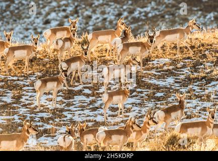 A herd of pronghorn antelope (Antilocapra americana) standing on a grassy plateau with patchy snow covering the field in golden sunlight Stock Photo