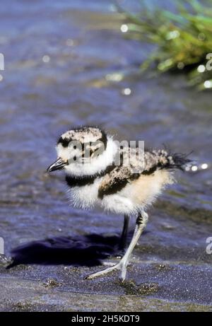 Close-up portrait of a killdeer (Charadrius vociferus) standing on the beach; Montana, United States of America Close-up portrait of a killdeer (Charadrius vociferus) standing on the beach; Montana, United States of America