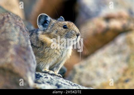 Close-up portrait of a pika (Ochotona princeps) standing on the rocks looking out; Montana, United States of America Stock Photo