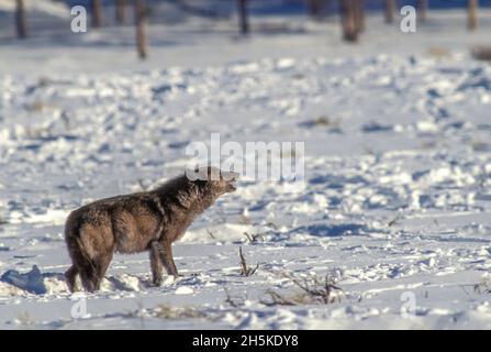 A black wolf (Canis lupus) stands on snow covered field howling into the distance on a sunny day in Yellowstone National Park Stock Photo
