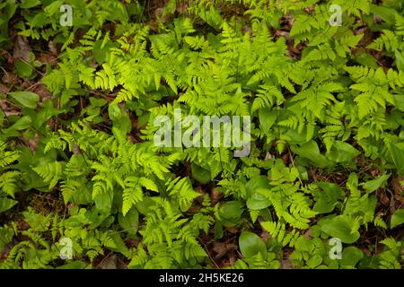 Fresh and green Western oakfern, Gymnocarpium dryopteris growing on a forest floor on a spring day in Estonia, Northern Europe. Stock Photo