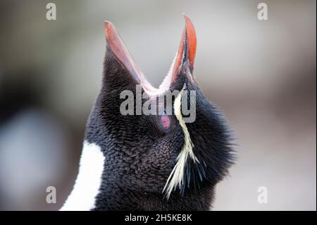 Close-up portrait of a rockhopper penguin (Eudyptes chrysocome) with its head raised and open mouth calling out; Falkland Islands, Antarctica Stock Photo