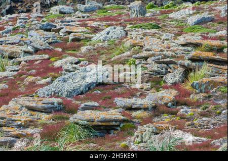 Lichens, fungi and rocks on the coastal fields; Falkland Islands, Antarctica Stock Photo