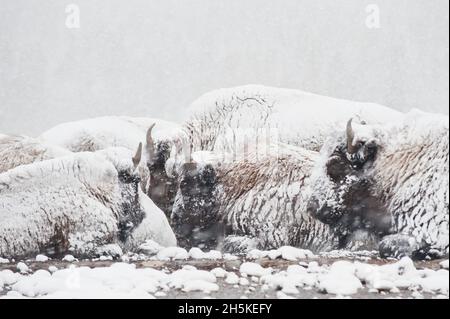 Bison (Bison bison) resting on the ground during a snowstorm in Yellowstone National Park; United States of America Stock Photo