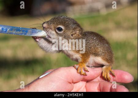 A pet, juvenile red squirrel (Tamiasciurus hudsonicus) sitting on a man's hand being fed with an eyedropper in Park County Stock Photo