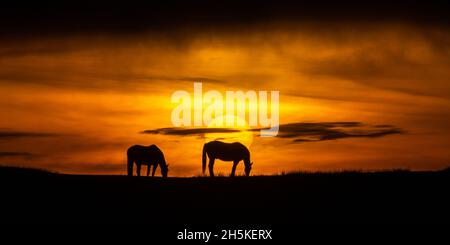 Near Tynygraig, Ceredigion, Wales, UK. 10th November 2021  UK Weather: Sillouetted horses grazing on the land as the sun appears through the clouds before sunset at the end of a gloomy day, near Tynygraig in Mid Wales © Ian Jones/Alamy Live News Stock Photo