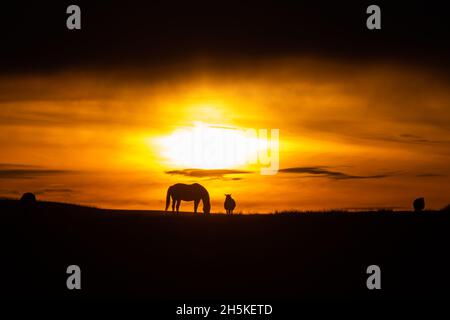 Near Tynygraig, Ceredigion, Wales, UK. 10th November 2021  UK Weather: Sillouetted horses grazing on the land as the sun appears through the clouds before sunset at the end of a gloomy day, near Tynygraig in Mid Wales © Ian Jones/Alamy Live News Stock Photo