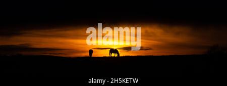 Near Tynygraig, Ceredigion, Wales, UK. 10th November 2021  UK Weather: Sillouetted horses grazing on the land as the sun appears through the clouds before sunset at the end of a gloomy day, near Tynygraig in Mid Wales © Ian Jones/Alamy Live News Stock Photo