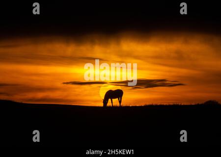 Near Tynygraig, Ceredigion, Wales, UK. 10th November 2021  UK Weather: Sillouetted horses grazing on the land as the sun appears through the clouds before sunset at the end of a gloomy day, near Tynygraig in Mid Wales © Ian Jones/Alamy Live News Stock Photo