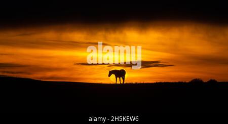 Near Tynygraig, Ceredigion, Wales, UK. 10th November 2021  UK Weather: Sillouetted horses grazing on the land as the sun appears through the clouds before sunset at the end of a gloomy day, near Tynygraig in Mid Wales © Ian Jones/Alamy Live News Stock Photo