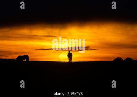 Near Tynygraig, Ceredigion, Wales, UK. 10th November 2021  UK Weather: Sillouetted horses grazing on the land as the sun appears through the clouds before sunset at the end of a gloomy day, near Tynygraig in Mid Wales © Ian Jones/Alamy Live News Stock Photo