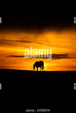 Near Tynygraig, Ceredigion, Wales, UK. 10th November 2021  UK Weather: Sillouetted horses grazing on the land as the sun appears through the clouds before sunset at the end of a gloomy day, near Tynygraig in Mid Wales © Ian Jones/Alamy Live News Stock Photo