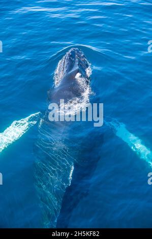 Close-up portrait of a humpback whale (Megaptera novaeangliae) Swimming close to the surface of the Southern Ocean off of Antarctica Stock Photo