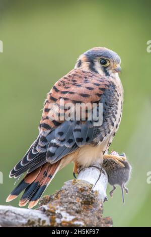 Portrait of an American kestrel (Falco sparverius) perched on a tree branch holding a deer mouse (Peromyscus maniculatus) with its talons Stock Photo