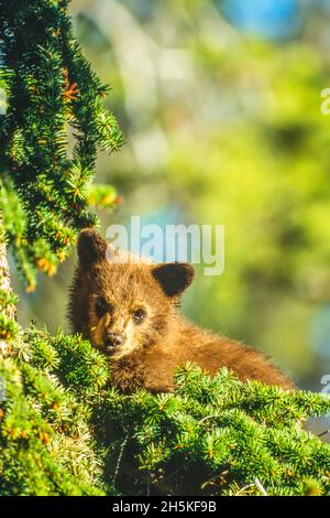 Portrait of an American black bear cub (Ursus americanus) in a Douglas fir tree (Pseudotsuga menziesii) in bright sunlight Stock Photo