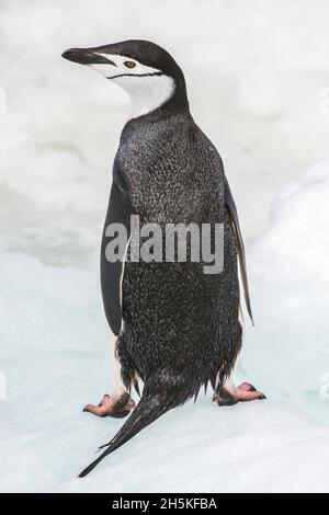 Close-up view taken from behind of an adult chinstrap penguin (Pygoscelis antarcticus) standing on an iceberg; Antarctic Peninsula, Antarctica