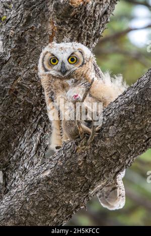 Great horned owl sitting in a Douglas fir tree (Pseudotsuga menziesii) with prey, a uinta ground squirrel (Spermophilus armatus) Stock Photo