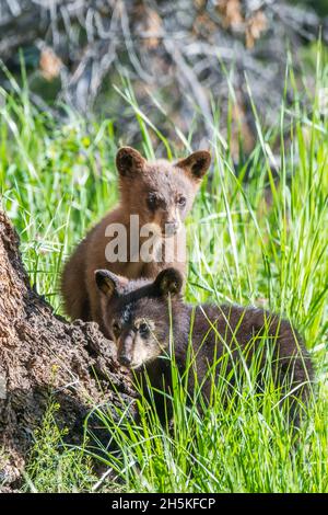 Portrait of two American black bear cubs (Ursus americanus) one black and one cinnamon colored, sitting in the grass next to a Douglas fir tree tru... Stock Photo