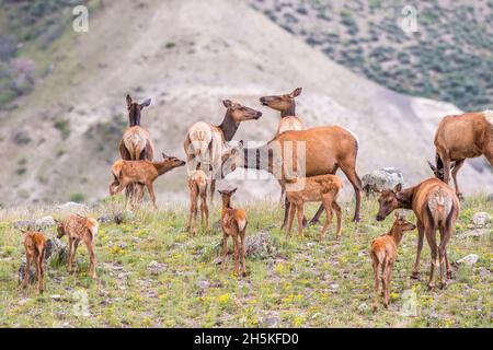 A herd of elk (Cervus canadensis) standing on a grassy plateau in spring; Yellowstone National Park, United States of America Stock Photo