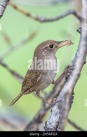 House wren, Troglodytes aedon, perching on the branch of a tree with a grasshopper in its mouth. House wren, Troglodytes aedon, perching on the branch of a tree with a grasshopper in its mouth.