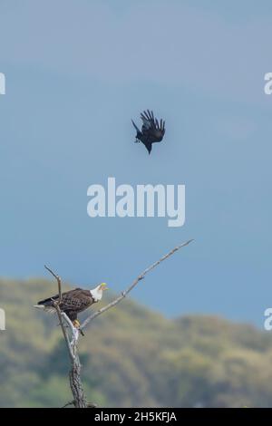 An American crow (Corvus brachyrhynchos) flying over the top and diving at a bald eagle (Haliaeetus leucocephalus) perched on top of a dead tree Stock Photo