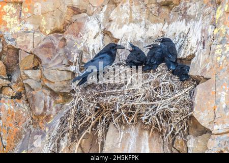 Ravens (Corvus corax) perched in their nest with their chicks on a rocky cliff; Yellowstone National Park, United States of America Stock Photo