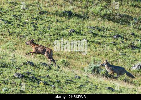 A coyote (Canis latrans) chasing a young elk (Cervus canadensis) across a grassy field; Yellowstone National Park, United States of America Stock Photo