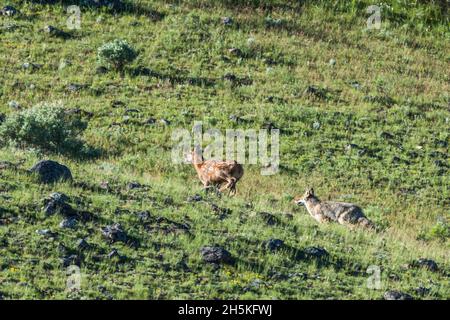 A coyote (Canis latrans) chasing a young elk (Cervus canadensis) across a grassy field; Yellowstone National Park, United States of America Stock Photo