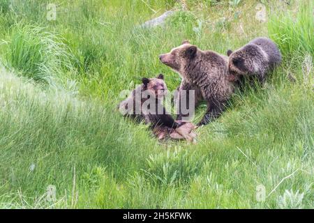 Brown bear sow (Ursus arctos) with her two cubs sitting in a grassy field feeding on an elk carcass (Cervus canadensis) Stock Photo