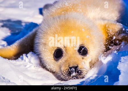 Portrait of a newborn Harp seal pup (Phoca groenlandicus) lying on stomach in the snow looking at camera; Canada Stock Photo
