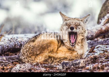 A sleepy coyote (Canis latrans) curled up on the snow-covered ground, yawning at the camera; Yellowstone National Park, United States of America Stock Photo