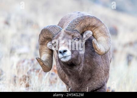 Portrait of a full curl, bighorn sheep ram (Ovis canadensis) looking at camera. Bighorn rams that are at least six years old have horns that spiral... Stock Photo