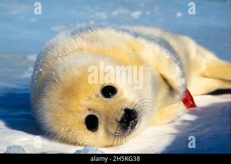 Portrait of a newborn Harp seal pup (Phoca groenlandicus) lying in the looking up at camera; Canada Stock Photo