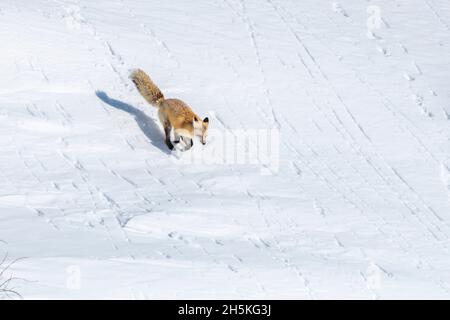 Red fox (Vulpes vulpes) running on a snow covered field covered in tracks stalking its prey Stock Photo