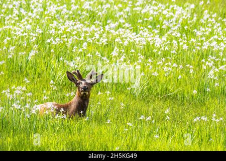 Portrait of an elk bull (Cervus canadensis) with velvet covered antlers lying down in a wildflower grass meadow, looking at camera Stock Photo