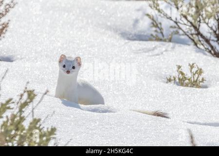 A short-tailed weasel (Mustela erminea) stands in the snow looking at camera, camouflaged in its white winter coat Stock Photo