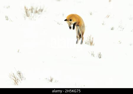 Red fox (Vulpes vulpes) up in the air, diving into a snowbank to catch food; Yellowstone National Park, Wyoming, United States of America Stock Photo
