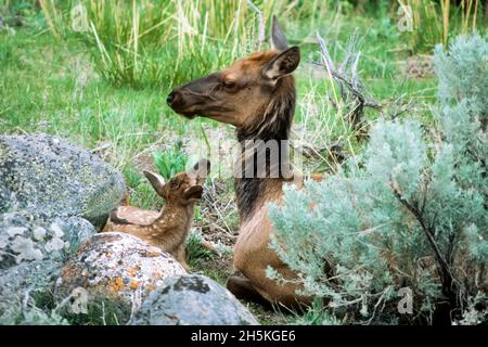An elk cow (Cervus canadensis) rests beside her calf keeping watch while lying on the grass near some rocks and bushes in Yellowstone National Park Stock Photo