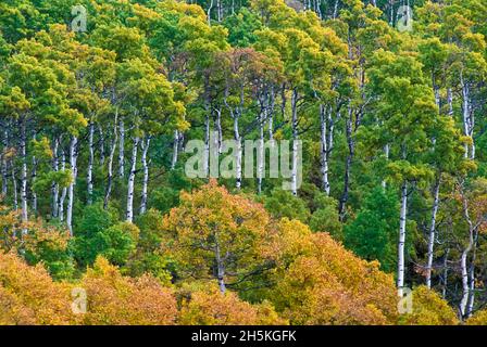 Quaking Aspens (Populas tremuloides) in golden fall foliage in autumn; Montana, United States of America Stock Photo